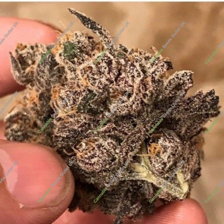 Muffin Limburger Regular Marijuana Strain by Massive Creations For Sale Online at Cannabis Seeds Outlet