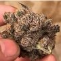 Muffin Limburger Regular Marijuana Strain by Massive Creations For Sale Online at Cannabis Seeds Outlet