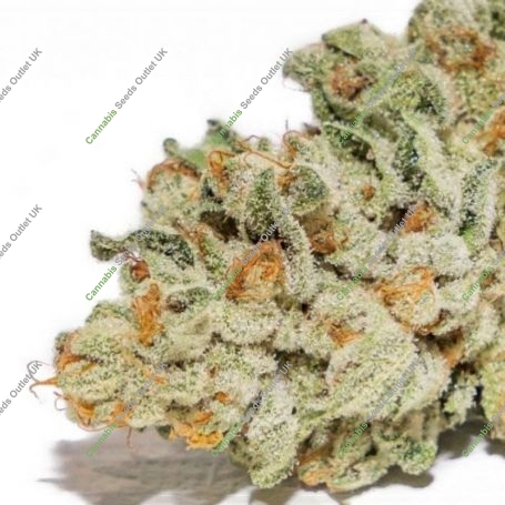 Thors Hammer Regular Marijuana Strain by Massive Creations For Sale Online at Cannabis Seeds Outlet
