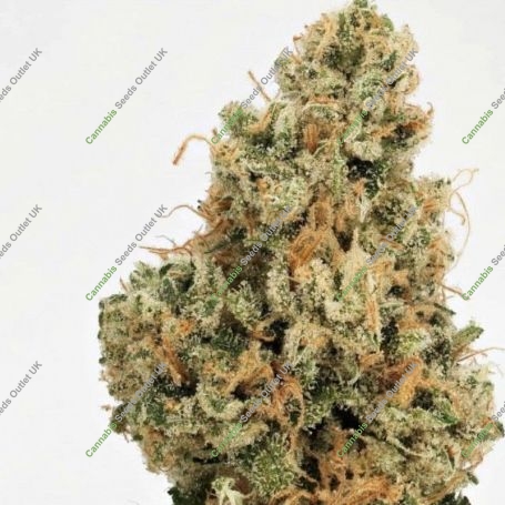 4 Kings Regular Marijuana Strain by Massive Creations For Sale Online at Cannabis Seeds Outlet