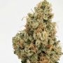 4 Kings Regular Marijuana Strain by Massive Creations For Sale Online at Cannabis Seeds Outlet