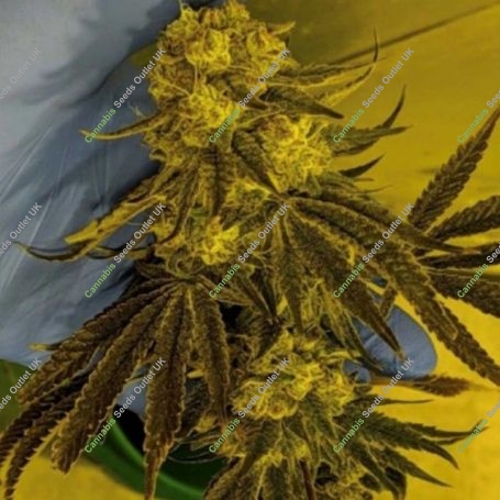 God Lemon Regular Marijuana Strain by Massive Creations For Sale Online at Cannabis Seeds Outlet