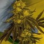 God Lemon Regular Marijuana Strain by Massive Creations For Sale Online at Cannabis Seeds Outlet