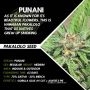 Punani Regular by Pakalolo Seedbank THC Content Potency Strength CBD Height Yield Flowering Time Indica Sativa Genetics
