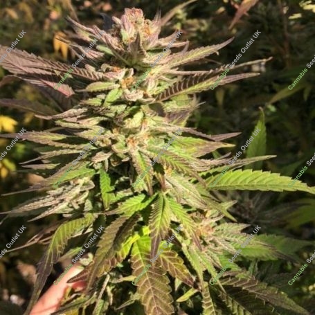 Punani Regular Marijuana Strain by Pakalolo Seedbank For Sale Online at Cannabis Seeds Outlet