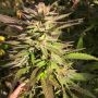 Punani Regular Marijuana Strain by Pakalolo Seedbank For Sale Online at Cannabis Seeds Outlet