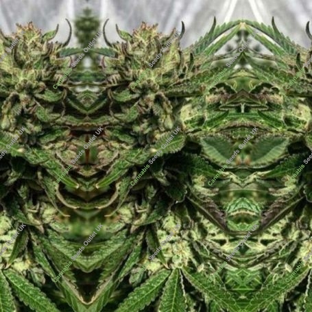 Aunties Pie Regular Marijuana Strain by Pakalolo Seedbank For Sale Online at Cannabis Seeds Outlet