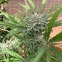 Green River Regular by Pakalolo Seedbank THC Content Potency Strength CBD Height Yield Flowering Time Indica Sativa Genetics