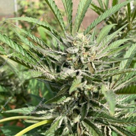 Green River Regular Marijuana Strain by Pakalolo Seedbank For Sale Online at Cannabis Seeds Outlet