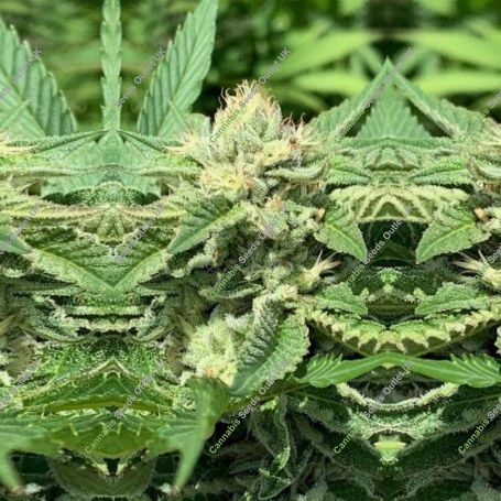 Royale Creeme Cracker Regular Marijuana Strain by Pakalolo Seedbank For Sale Online at Cannabis Seeds Outlet
