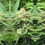Royale Creeme Cracker Regular Marijuana Strain by Pakalolo Seedbank For Sale Online at Cannabis Seeds Outlet