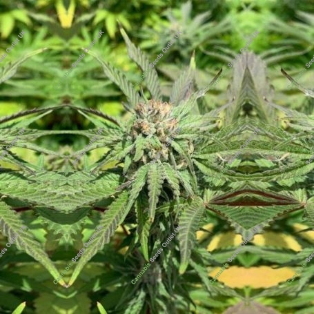 Haole Brownie Regular by Pakalolo Seedbank THC Content Potency Strength CBD Height Yield Flowering Time Indica Sativa Genetics