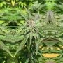 Haole Brownie Regular by Pakalolo Seedbank THC Content Potency Strength CBD Height Yield Flowering Time Indica Sativa Genetics