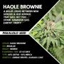 Pakalolo Seedbank Haole Brownie Smoke Buds Weed Ganja Skunk Dope Pot Images Pics Nuggets