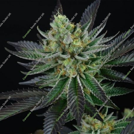 Capri Zun Feminized Marijuana Strain by Perfect Tree Seeds For Sale Online at Cannabis Seeds Outlet
