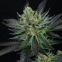 Capri Zun Feminized Marijuana Strain by Perfect Tree Seeds For Sale Online at Cannabis Seeds Outlet