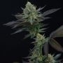 Perfect Tree Seeds Capri Zun Smoke Buds Weed Ganja Skunk Dope Pot Images Pics Nuggets