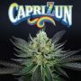 Capri Zun Feminized by Perfect Tree Seeds THC Content Potency Strength CBD Height Yield Flowering Time Indica Sativa Genetics
