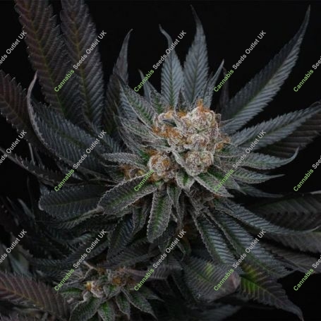 Mimozz Feminized Marijuana Strain by Perfect Tree Seeds For Sale Online at Cannabis Seeds Outlet