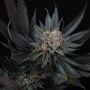 Mimozz Feminized Marijuana Strain by Perfect Tree Seeds For Sale Online at Cannabis Seeds Outlet
