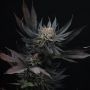 Perfect Tree Seeds Mimozz Smoke Buds Weed Ganja Skunk Dope Pot Images Pics Nuggets