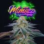 Mimozz Feminized by Perfect Tree Seeds THC Content Potency Strength CBD Height Yield Flowering Time Indica Sativa Genetics