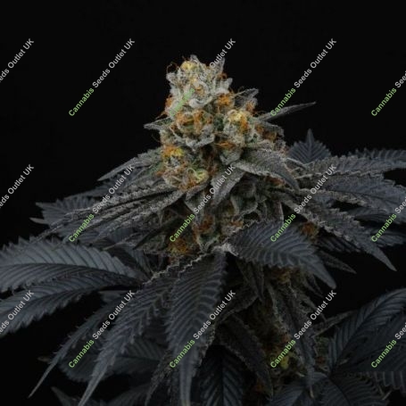 Pink Gasoline Feminized Marijuana Strain by Perfect Tree Seeds For Sale Online at Cannabis Seeds Outlet