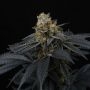 Pink Gasoline Feminized Marijuana Strain by Perfect Tree Seeds For Sale Online at Cannabis Seeds Outlet