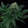 Perfect Tree Seeds Pink Gasoline Smoke Buds Weed Ganja Skunk Dope Pot Images Pics Nuggets