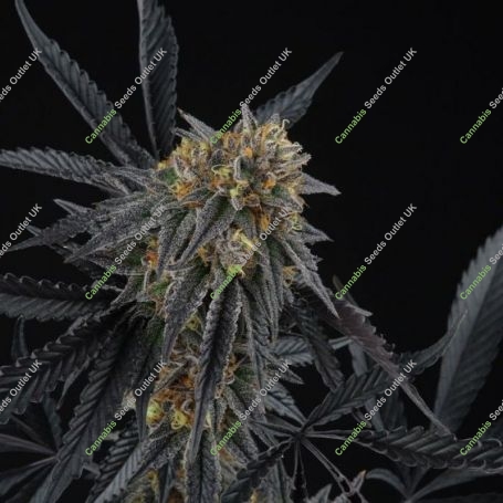 Peach Sherbert OG Feminized Marijuana Strain by Perfect Tree Seeds For Sale Online at Cannabis Seeds Outlet