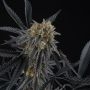 Peach Sherbert OG Feminized Marijuana Strain by Perfect Tree Seeds For Sale Online at Cannabis Seeds Outlet