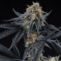 Perfect Tree Seeds Peach Sherbert OG Smoke Buds Weed Ganja Skunk Dope Pot Images Pics Nuggets