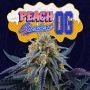 Peach Sherbert OG Feminized by Perfect Tree Seeds THC Content Potency Strength CBD Height Yield Flowering Time Indica Sativa Gen