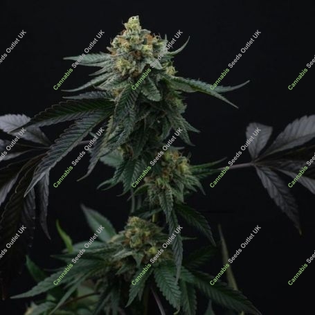 Lime OZZ Feminized Marijuana Strain by Perfect Tree Seeds For Sale Online at Cannabis Seeds Outlet