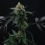Lime OZZ Feminized Marijuana Strain by Perfect Tree Seeds For Sale Online at Cannabis Seeds Outlet