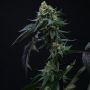 Perfect Tree Seeds Lime OZZ Smoke Buds Weed Ganja Skunk Dope Pot Images Pics Nuggets