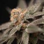 Cherry Tini Regular Marijuana Strain by Perfect Tree Seeds For Sale Online at Cannabis Seeds Outlet