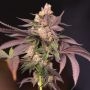 Perfect Tree Seeds Cherry Tini Smoke Buds Weed Ganja Skunk Dope Pot Images Pics Nuggets