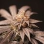 Cherry Tini Regular by Perfect Tree Seeds THC Content Potency Strength CBD Height Yield Flowering Time Indica Sativa Genetics