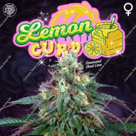 Lemon Curd Regular Marijuana Strain by Perfect Tree Seeds For Sale Online at Cannabis Seeds Outlet