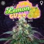 Lemon Curd Regular Marijuana Strain by Perfect Tree Seeds For Sale Online at Cannabis Seeds Outlet