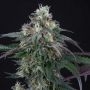 Perfect Tree Seeds Lemon Curd Smoke Buds Weed Ganja Skunk Dope Pot Images Pics Nuggets