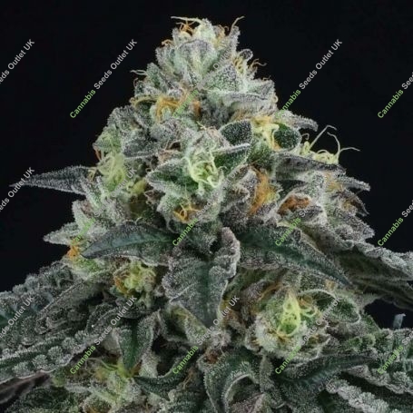 Bingsu Regular Marijuana Strain by Perfect Tree Seeds For Sale Online at Cannabis Seeds Outlet