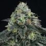 Bingsu Regular Marijuana Strain by Perfect Tree Seeds For Sale Online at Cannabis Seeds Outlet