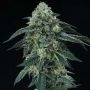 Perfect Tree Seeds Bingsu Smoke Buds Weed Ganja Skunk Dope Pot Images Pics Nuggets