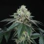 Bingsu Regular by Perfect Tree Seeds THC Content Potency Strength CBD Height Yield Flowering Time Indica Sativa Genetics