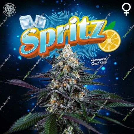 Spritz Regular Marijuana Strain by Perfect Tree Seeds For Sale Online at Cannabis Seeds Outlet