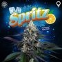 Spritz Regular Marijuana Strain by Perfect Tree Seeds For Sale Online at Cannabis Seeds Outlet