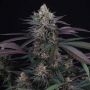 Perfect Tree Seeds Spritz Smoke Buds Weed Ganja Skunk Dope Pot Images Pics Nuggets