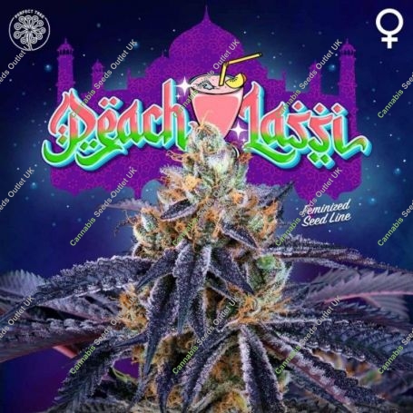 Peach Lassi Regular Marijuana Strain by Perfect Tree Seeds For Sale Online at Cannabis Seeds Outlet